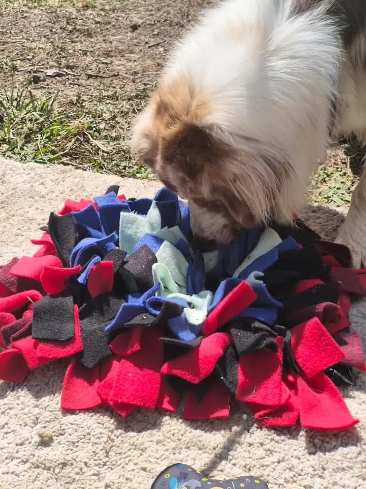 Chien moyen type berger australien cherche des friandises dans un tapis de fouille fait main en France pour chien, comme une activité d'enrichissement et stimulation mentale