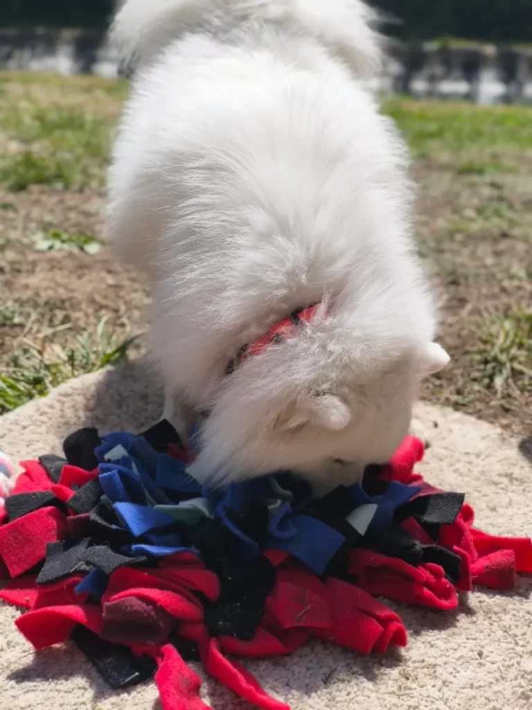 Chien type spitz ou pomsky recherchant des friandises dans un tapis de fouille artisanal pour chien pour lui apporter une stimulation mentale