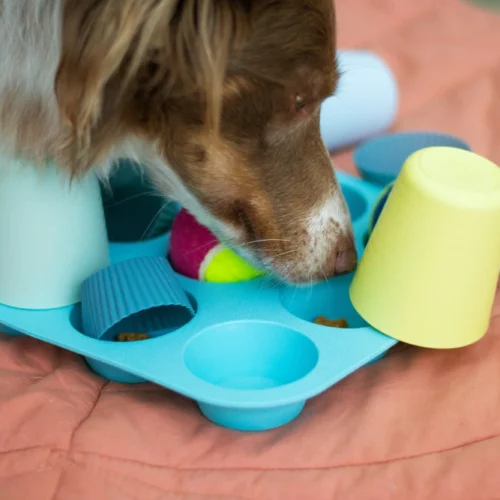chien utilisant un jeu de fouille pour stimuler son odorat