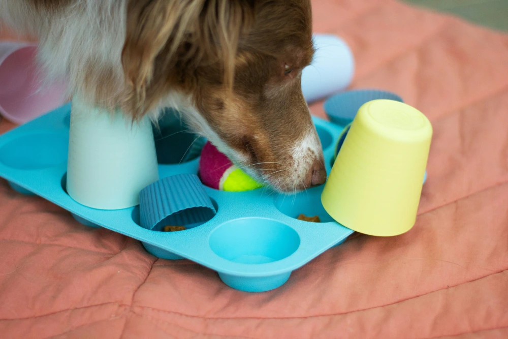 chien utilisant un jeu de fouille pour stimuler son odorat
