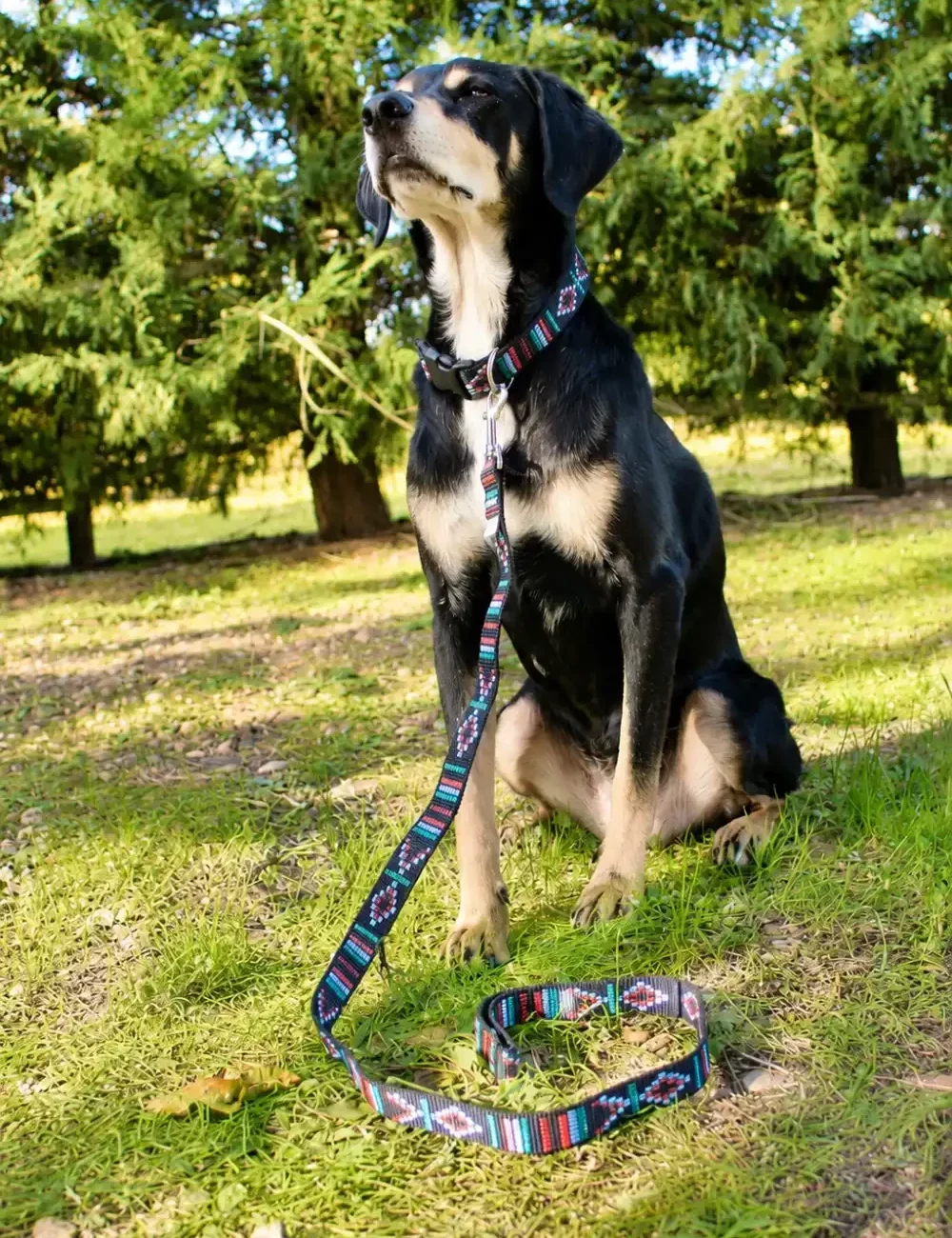 Chien moyen noir et feu qui porte un collier et une laisse en sangle noire avec des motifs colorés. Collection Motif Aztèque pour chien de Leenia, créatrice artisanale française.