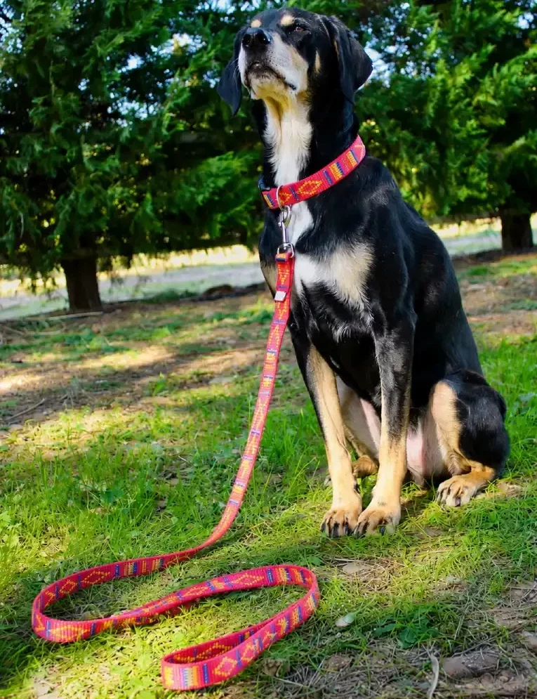 Chien noir et feu qui porte un collier et une laisse en sangle rouge artisanaux français de marque Leenia. Collection "Motif Aztèque".