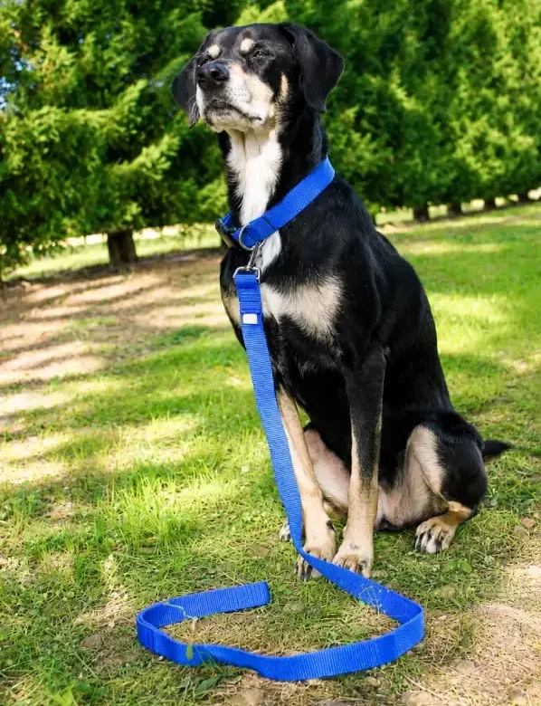Collier et Laisse pour chien de la collection "Motif Coloré pour chien" de Leenia. Créatrice artisanale française. Sangle de couleur bleue.