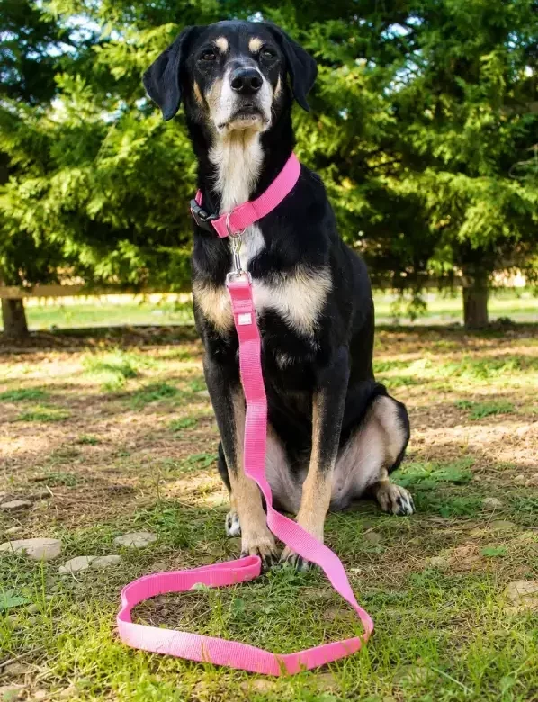 Chien noir et feu qui porte un collier et une laisse roses. Collection "Motif Coloré pour chien" de marque Leenia. Confections artisanales françaises.
