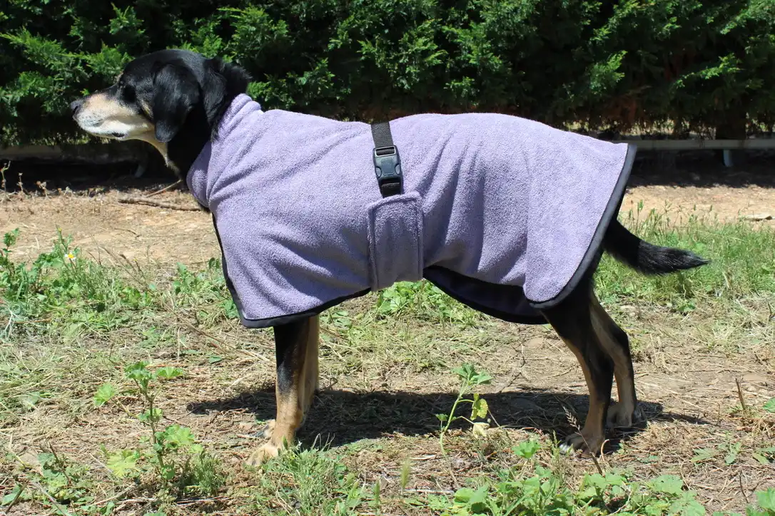 Création accessoire personnalisé pour chien par Leenia. Chienne qui porte un peignoir sur mesure.